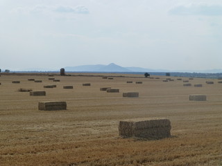  Las Tablas de Daimiel, parque nacional de Ciudad Real (Castilla la Mancha, España) que protege el...