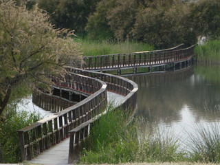  Las Tablas de Daimiel, parque nacional de Ciudad Real (Castilla la Mancha, España) que protege el...