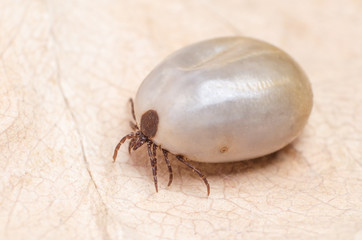 Tick filled with blood sitting on a dry leaf