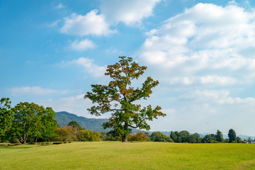 Fototapeta na wymiar Big Tree in Park
