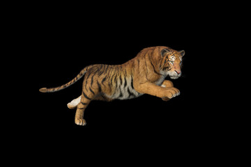 3d rendering of Siberian tiger also known as the Amur Tiger on black back ground