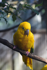 complete photo of the golden conure