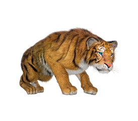 Fototapeta na wymiar 3d rendering of Siberian tiger also known as the Amur Tiger on white back ground