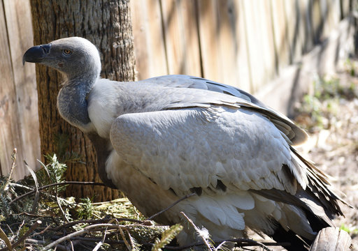 cape grifon vulture