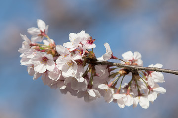 桜の花