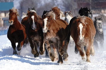 Naklejka premium 雪原を走る馬の集団