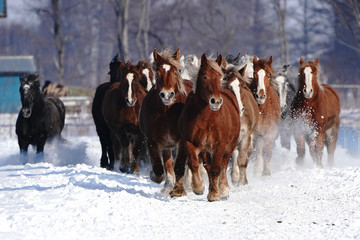雪原を走る馬の集団