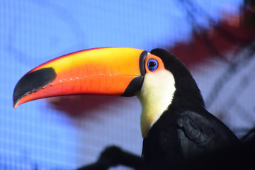 photo of the colorful toco toucan