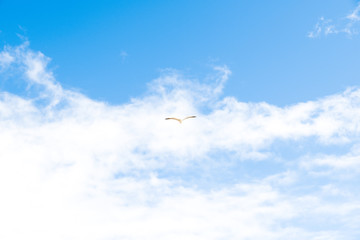 Seagull, glowing in the clouds