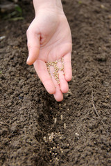 hand sowing spinach seeds in fertile soil