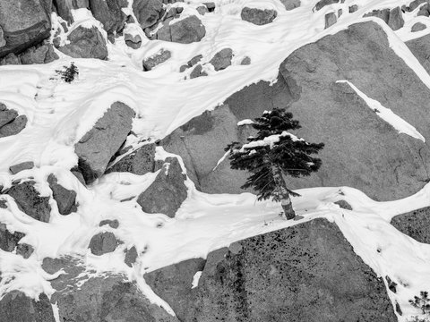 Fototapeta  Pine tree developing on rocks and snow black and white rendering to convey the concept of not preparing for the future