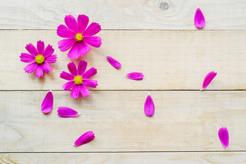 top view of open cosmos plant flowers and petals lay on wooden table