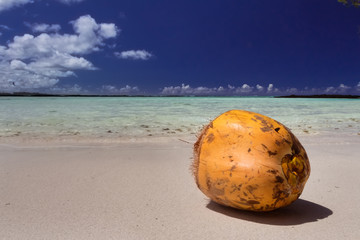 Fototapeta na wymiar a ripe orange (unpeeled) coconut on a sandy beach, Mauritius