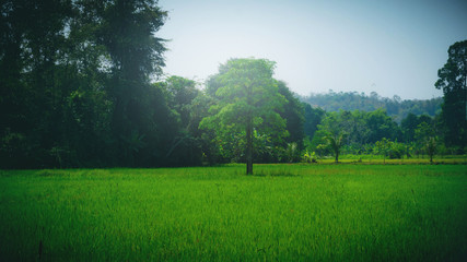 Green tree in nature