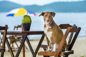 dog sitting on a chair at the beach with a coconut