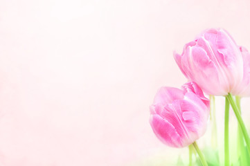 Spring blossoming tulips, bokeh flower background, pastel and soft floral card, selective focus, toned