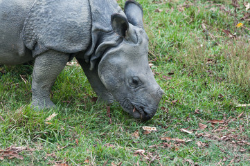 Wild rhinoceros in Chitwan National Park in Nepal