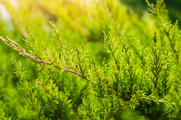 Green young juniper branches close up. Background with juniper branches.  sunny day. nature wallpaper. Spring. summer