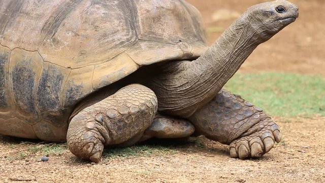 Giant turtles, dipsochelys gigantea in island Mauritius , Close up