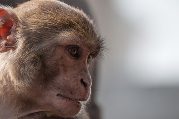 Wild monkey portrait closeup in Nepal