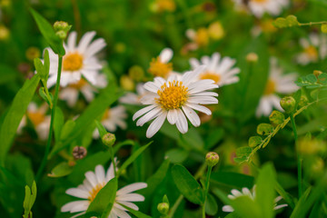 White flowers in the garden