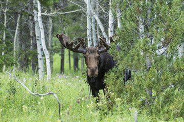 A Bull Moose still in velvet looking at camera