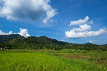 View of paddy field during harvest season in Bario, Sarawak - a well known place as one of the major organic rice supplier in Malaysia.	