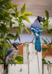 Beautifully Colored Baby Bluejay - Cyanocitta cristata - Sitting On The Fence 