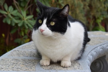 Cute cat watching birds