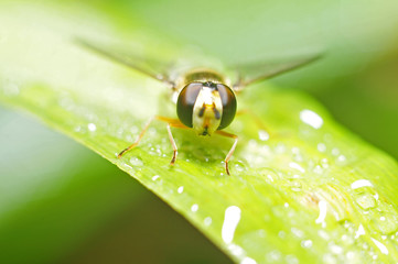 Food aphid fly with beautiful dew