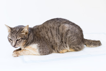 The cat sick as a Feline Calicivirus (FCV) and Feline Herpesvirus (FHV),Feline Parvovirus Enteritis on white background.