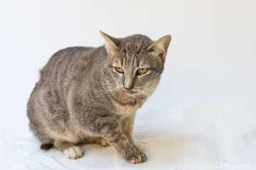 The cat sick as a Feline Calicivirus (FCV) and Feline Herpesvirus (FHV),Feline Parvovirus Enteritis on white background.