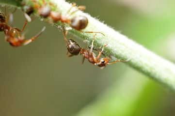 The ants eat aphids