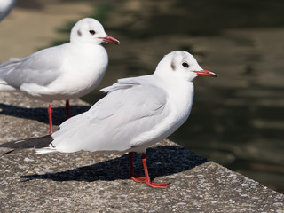 Obraz premium カモメ