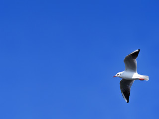 青空とカモメ