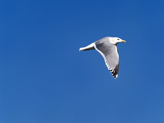 青空とカモメ
