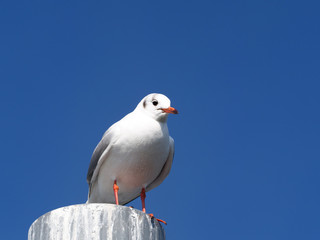 青空とカモメ