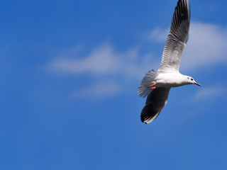 青空とカモメ