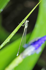 A dragonfly on the green plants