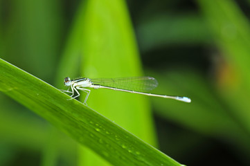 A dragonfly on the green plants