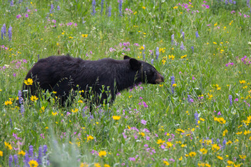 Black Bear in Yellowstone