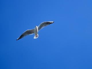 青空とカモメ