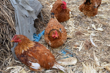 In the courtyard of the chicken