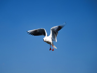 青空とカモメ