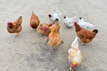 In the courtyard of the chicken