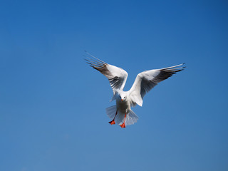 青空とカモメ