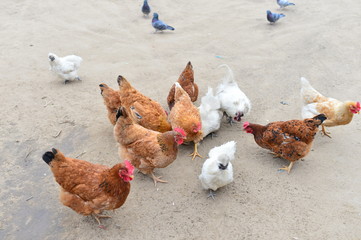 In the courtyard of the chicken