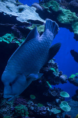 Big fish floats between corals in aquarium