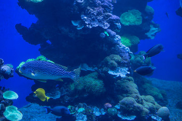 Fishes floats between corals in aquarium