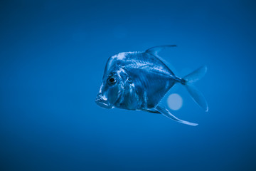 Silver fish floats in aquarium